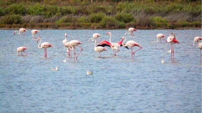 Santa Pola